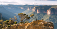 Implementing deforestation-free supply chains in Australia