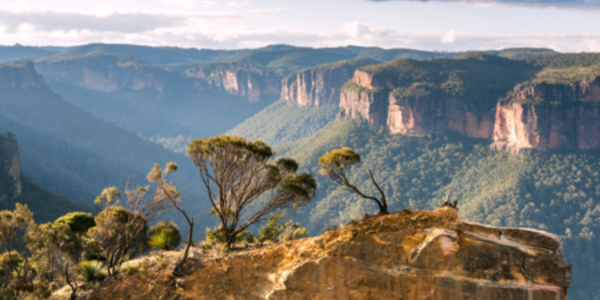 Implementing deforestation-free supply chains in Australia