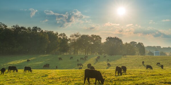 Forest 500: Tackle deforestation across more commodities in 2022