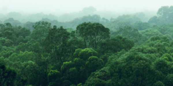 Manage commodity supply chains with the AFi's webinars