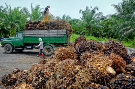Workers harvesting and loading truck with palm seeds