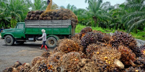 Workers harvesting and loading truck with palm seeds