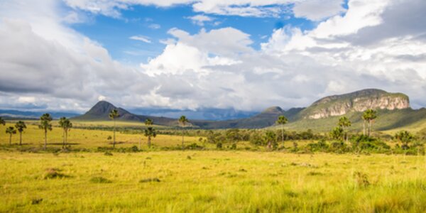 Clear definitions: the core of a strong EU regulation to address deforestation and related impacts