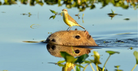 Medium: How connecting ecosystem conversion and biodiversity reporting can protect nature at scale