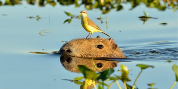 Medium: How connecting ecosystem conversion and biodiversity reporting can protect nature at scale