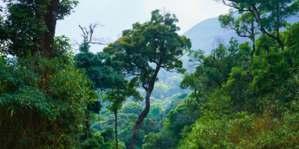 AFi urges accelerated progress on Forest Action Day