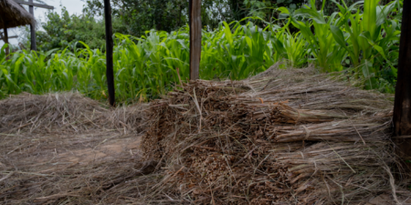 Supporting responsible commodity production in West Africa