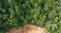 5 steps companies can take to prepare for new EU deforestation regulation 