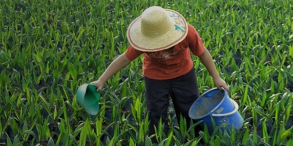 [Translate to Português:] Person working on a soybean plantation