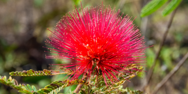 Reuters: Why nature risk for companies is far bigger than deforestation