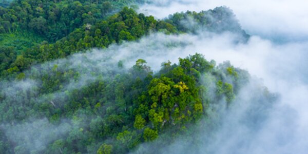 Three reasons why tackling deforestation is a business priority in 2022 and how to prepare