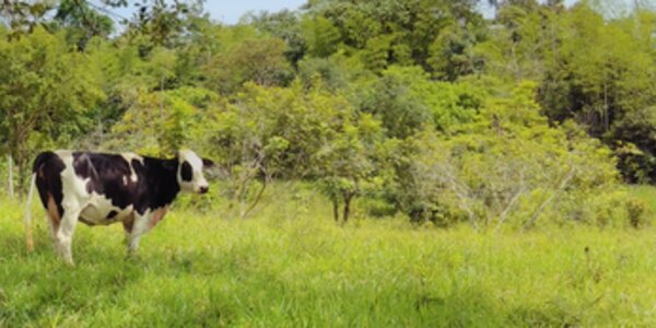 Supporting multi-stakeholder ethical supply chain efforts in Colombia