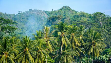 Rainforest in Indonesia landscape