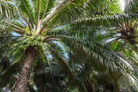 AFi-CDP webinar: How companies are tackling deforestation to build resilience