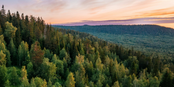 AFi launches Finance Tool for managing deforestation risk