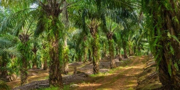 A conversation with Musim Mas on the business case for supply chain action