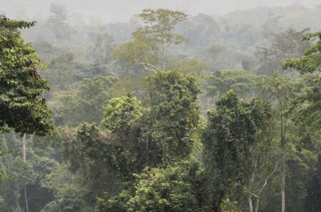 The AFi recommends a target date no later than 2025 to eliminate deforestation and conversion in supply chains