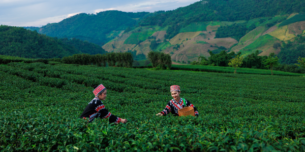 Biodiversity, Indigenous Peoples, and corporate action on supply chain impacts