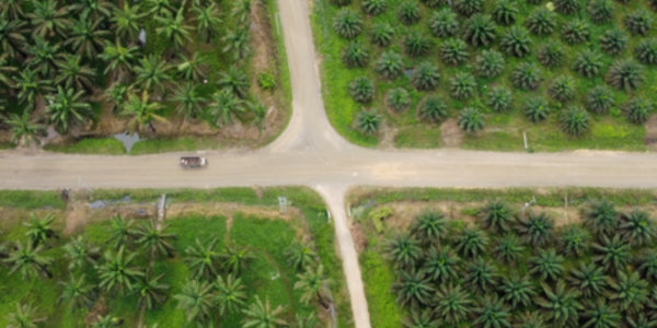 [Translate to Português:] Aerial view palm oil plantations