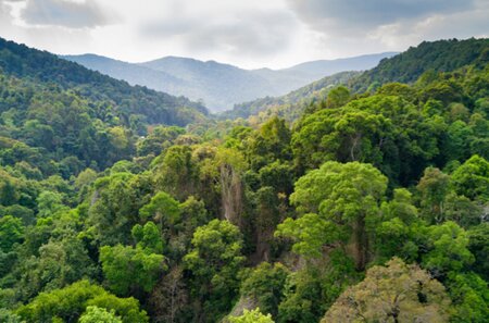 Rainforest landscape viewed from above