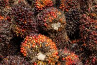 Supporting EUDR readiness in West Africa