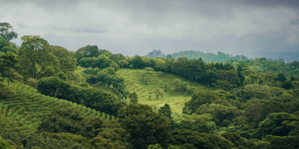 New insights from the AFi and CDP show company progress on deforestation