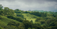AFi-CDP Brief: Tackling Deforestation to Build Resilience