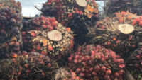Building an ethical oil palm supply chain in Ghana