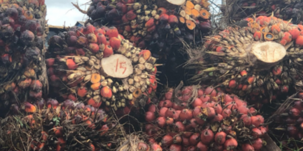 Building an ethical oil palm supply chain in Ghana