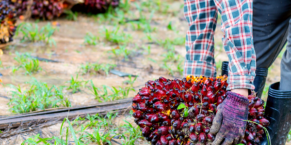 Creating an Inclusive Supply Chain: Incentivising and Facilitating Smallholder Traceability
