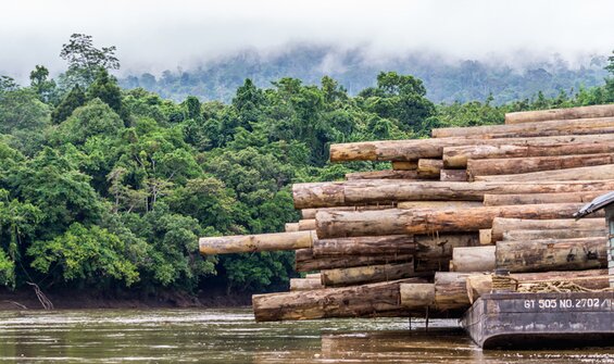 Deforestation and Desmatamento e Conversão