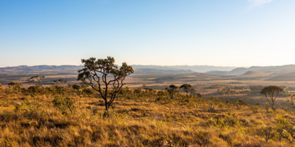 AFi launches new guidance on company commitments and progress pathways for responsible supply chains