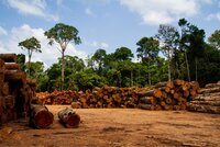 Report: From commitments to action at scale: critical steps to achieve deforestation-free supply chains