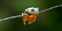 What do responsible supply chains mean for nature?