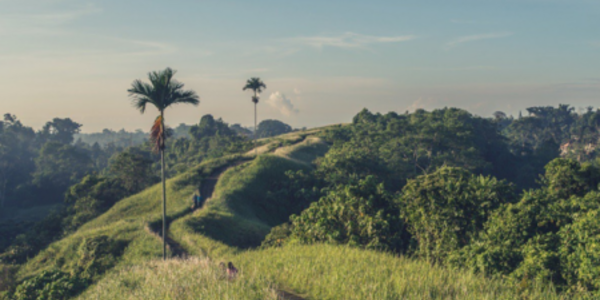 The power of collective action in Southeast Asian commodity sectors