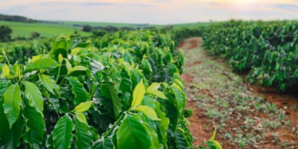 COP27 heightens focus on conversion-free supply chains