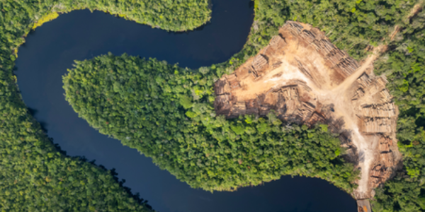 Forest 500 data shows regulation is driving corporate action on key supply chains