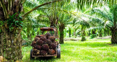 Palm oil collection
