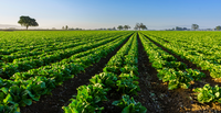 New GHG Protocol standard provides clear guidance on land use change emissions